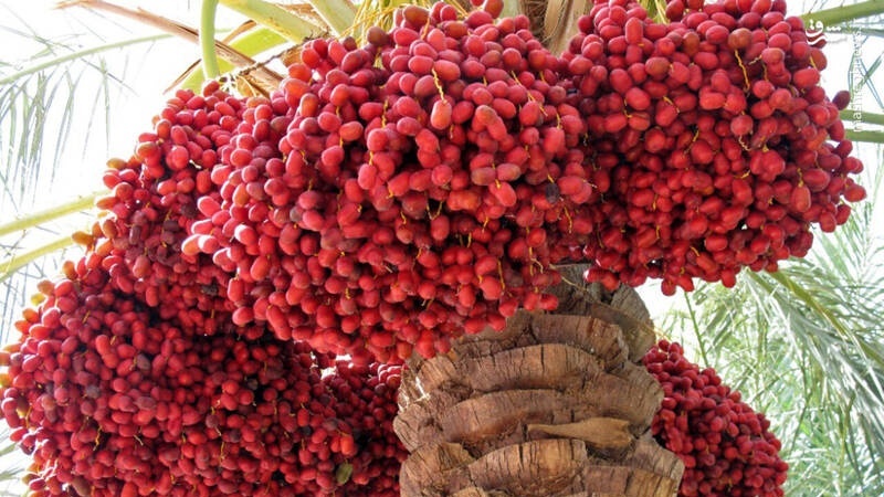 Deswegen „Ewiges Wunder“ (15- botanisch gesehen)