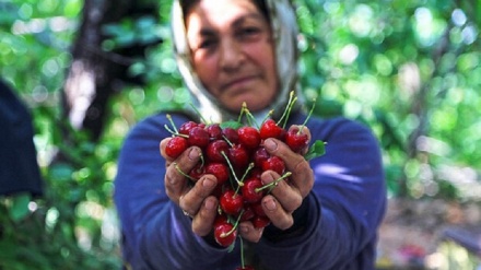 イラン中部カーシャーンでのサクランボの収穫