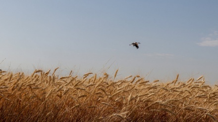 FAO raporton për 4 milionë tonë rritje të prodhimit të grurit në Iran