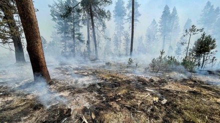 Api Melalap Oregon Saat Kebakaran Membakar Hutan di Barat AS