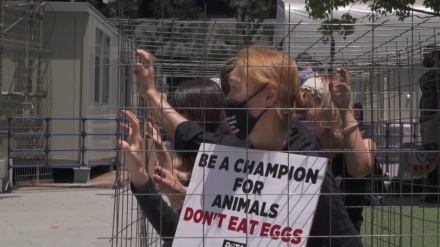 動物権利団体が、五輪に鶏卵を納める企業めぐり抗議