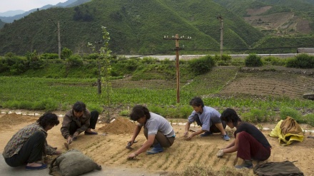北朝鮮で食糧８６万トン不足の恐れ 国連が報告