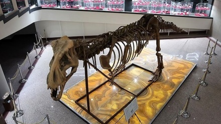 马什哈德花园地质博物馆；深入了解地质历史