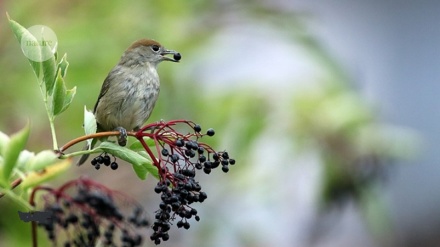 Migratory birds aid redistribution of plants to new climates