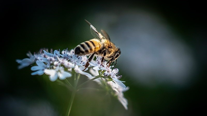 西里西里 和德尔方的香菜田