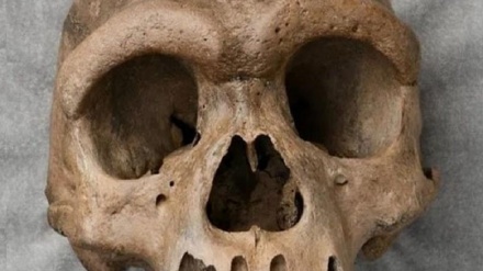 چین کښې یولک څلویښت زره  کلنه ککرۍ وموندل شوه 