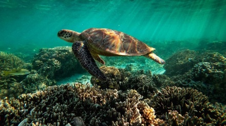 'A day of shame': Australia lobbying thwarts push to list Great Barrier Reef as endangered