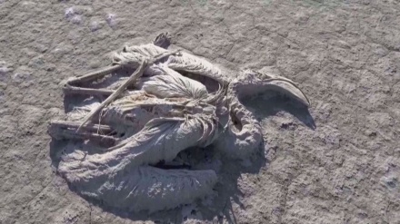  Drone footage shows mass flamingo deaths, Turkey investigates cause 