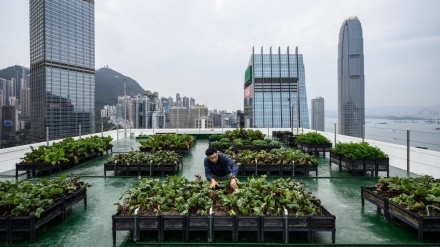 Petani Hong Kong Bercocok Tanam di atas Gedung