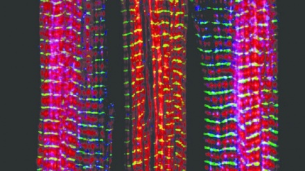 Realizzati in laboratorio i primi muscoli sintetici