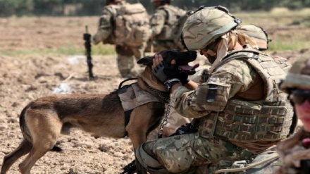 انگلیس ۲۰۰ سگ و گربه را از افغانستان خارج می کند