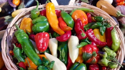 La storia di peperoni e peperoncini ricostruita grazie al Dna