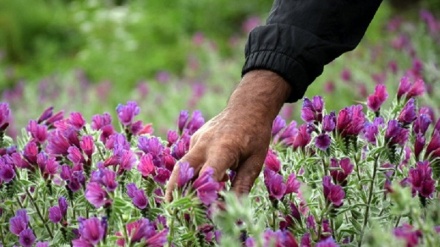 イラン中部メフリーズ市の紫色の薬草畑