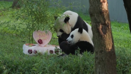 米首都の赤ちゃんパンダが1歳の誕生日、氷のケーキでお祝い