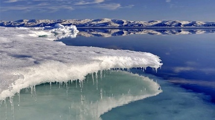 کشف ماده ضدیخ در آبشش ماهیان قطب شمال