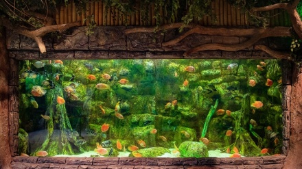 北部バンダル・アンザリーのアクアリウムトンネル