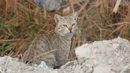 イラン中部シール・クーフ山；稀少生物の生息地