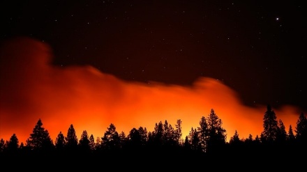 アルジェリアの山火事の犠牲者の数が増加