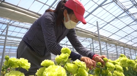 東京五輪メダリストへ贈られる、福島の「希望」の花