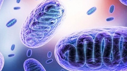 Афзоиши гирифтории занбӯруғҳои сиёҳ