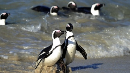 南アで、絶滅危機ペンギンがハチに刺され大量死