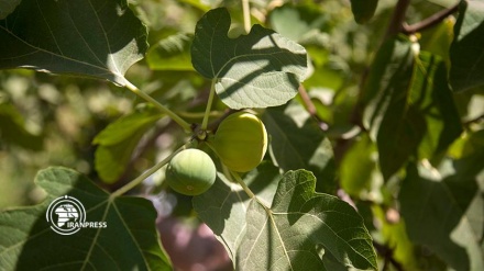  Rijab; Pôle de production de figues d'Iran