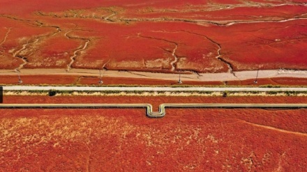 中国に広がる絶景；植物による一面真っ赤の湿原「レッドビーチ」