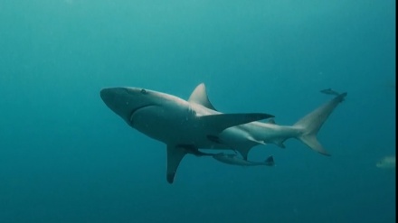 IUCN、コモドオオトカゲや4割近くのサメ種を絶滅危惧種に指定