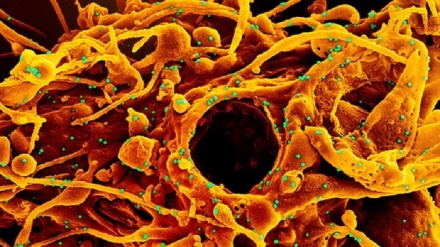 Doppio salto di specie per il virus SarsCoV2, la nuova ipotesi