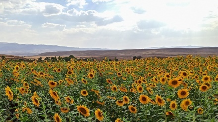 Ladang Bunga Matahari di Qazvin, Iran