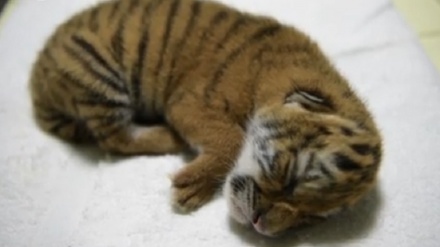 ニカラグア動物園で、 ベンガルトラの赤ちゃんが誕生