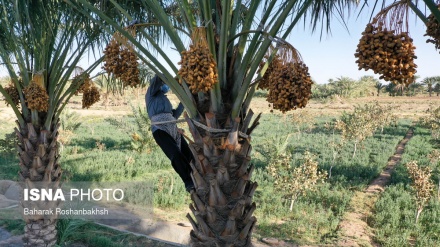 Vjelja e hurmave në kopshtet e hurmave në Bafak të Iranit