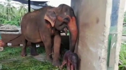 スリランカで、双子の象の赤ちゃん生まれる