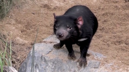豪の絶滅危惧種タスマニアデビルが、チェコの動物園で新生活