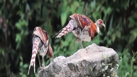 中国江西省武寧県で、希少鳥類カラヤマドリの撮影が成功