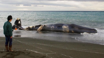 神奈川・小田原市の海岸にクジラの死骸が漂着