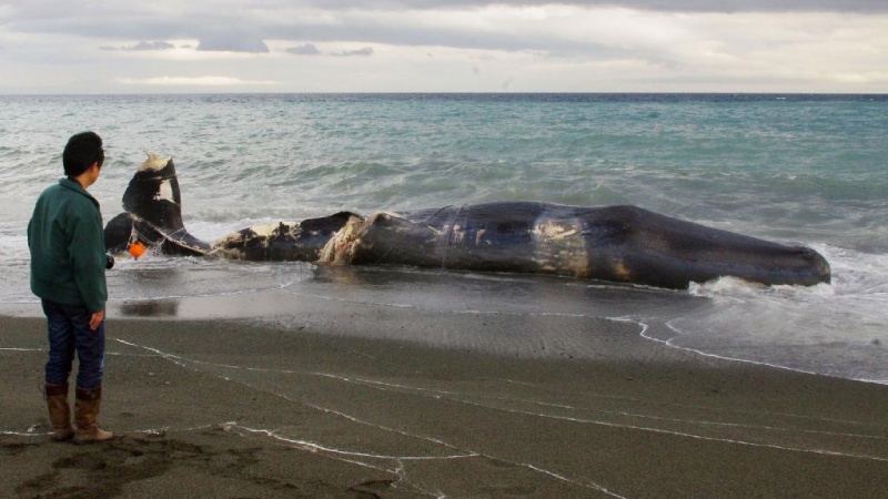 体長１４メートルほどのクジラの死骸