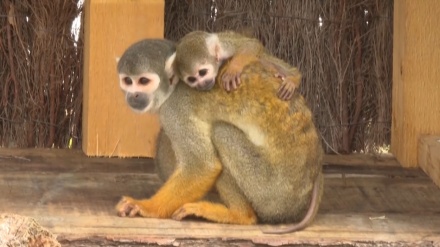 仏動物園でともに双子のピューマとジャガーの赤ちゃんが誕生