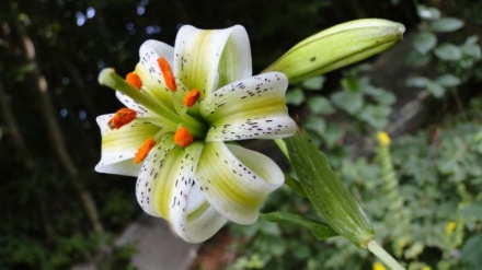 Сусан чилчароғ дашти