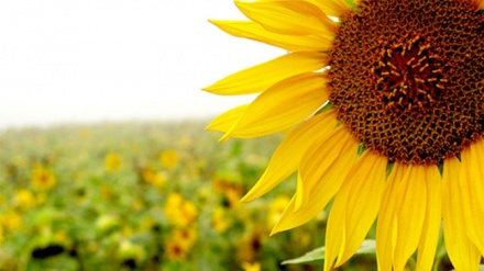 イランのひまわり畑