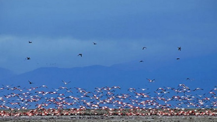 カスピ海南東部ミヤーンカーレ湿原に渡り鳥の第1陣が飛来