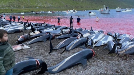  سنت وحشیانه کشتار دلفین‌ها در دانمارک