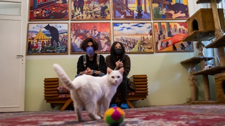 Ingin Melihat Museum Kucing Persia? Ini Tempatnya