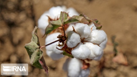 Le coton, produit stratégique du nord-est d’Iran