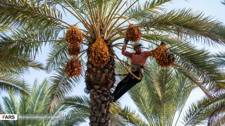 Vjelja e hurmave nga kopshtet në provincën Shiraz të Iranit