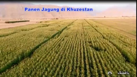 Panen Jagung di Khuzestan