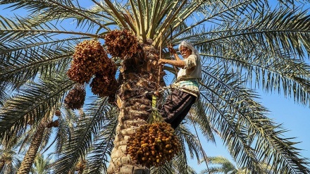 イラン南部ブーシェフルでのナツメヤシの収穫