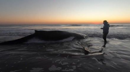 アルゼンチンで海岸に打ち上げられたザトウクジラ2頭を無事救出 