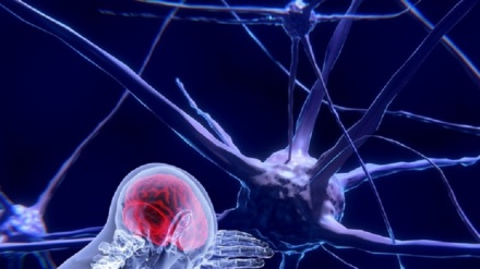 Pronto l'Atlante del cervello, apre a future terapie