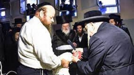בית המשפט העליון ביוון: השחיטה הכשרה מנוגדת לחוקי האיחוד האירופי